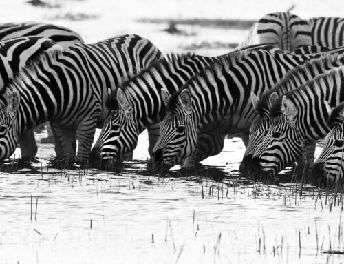 Migration of Botswana’s National Animal