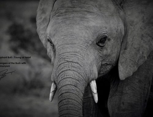 The ‘Big boy’ elephant and us