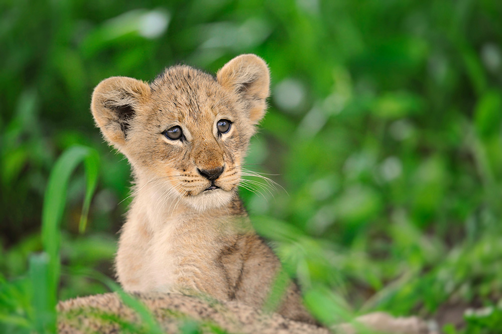 Lion Cub with mom – SOTB